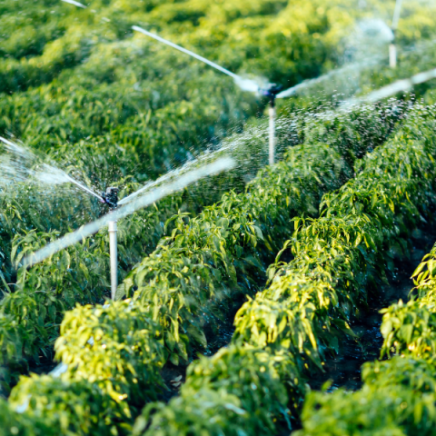 Portadas para Webs 2024 (33)