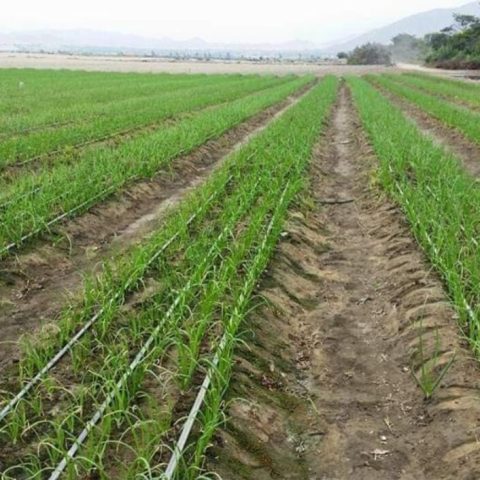 WhatsApp Image 2024-07-18 at 9.06.47 PM